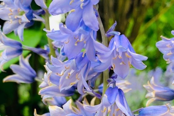 Week One Alice Tregoning